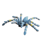 fausse araignée exotique