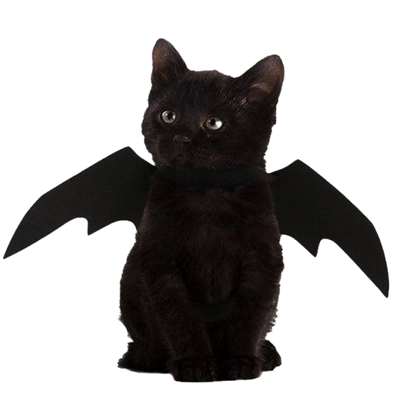 le chat chauve souris