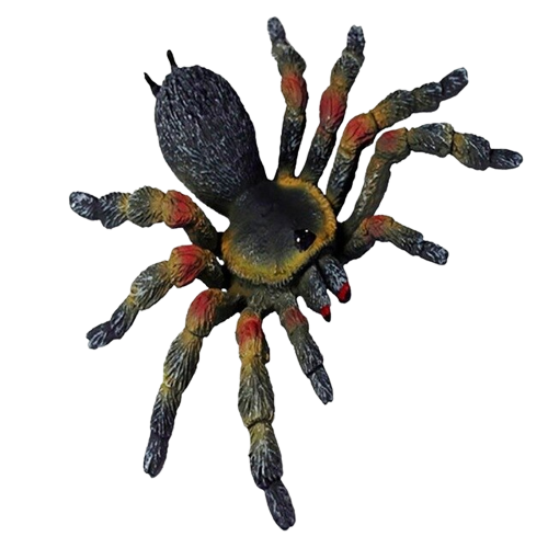 fausse araignée multicolore